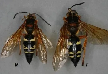 cicada killer: sphecius speciosus, a large digger wasp that hunts cicadas
