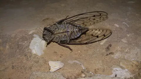 cicada: any of several insects in the superfamily Cicadoidea, with small eyes wide apart on the head and...