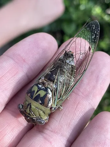 cicadid: any cicada in the family Cicadidae