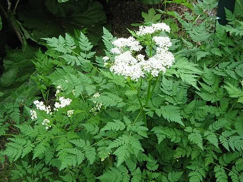 cicely: myrrhis odorata, a plant in the genus Myrrhis, in the family Apiaceae