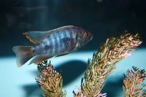 cichlid: any of many tropical fish, of the family Cichlidae, popular as aquarium fish