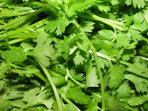 cilantro: the stems and leaves of the coriander plant, Coriandrum sativum, used as a seasoning and garnish in...