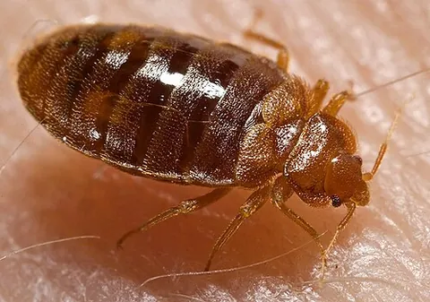 cimex: any member of the genus Cimex, especially the bedbug