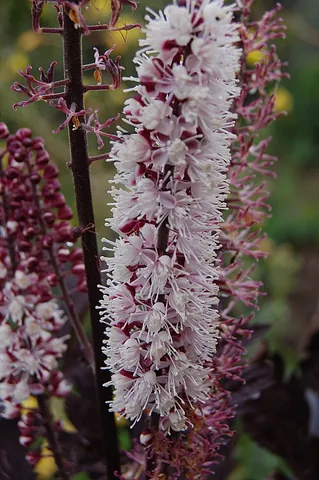 cimicifuga: any member of the former genus Cimicifuga, now Actaea sect. Cimicifuga, of flowering plants:...