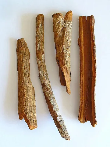 cinchona: a tree or shrub of the genus Cinchona, native to the Andes in South America but since widely...