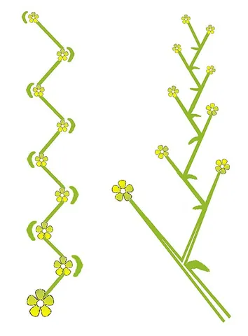 cincinnus: a type of monochasium on which the successive axes arise alternately in respect to the preceding...