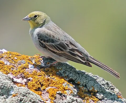 cinereous bunting: emberiza cineracea, a passerine bird in the bunting family Emberizidae
