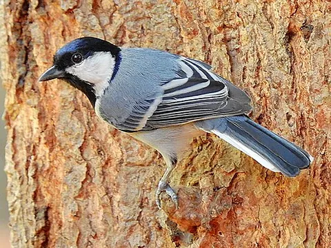 cinereous tit: parus cinereus, a small bird of the tit family Paridae