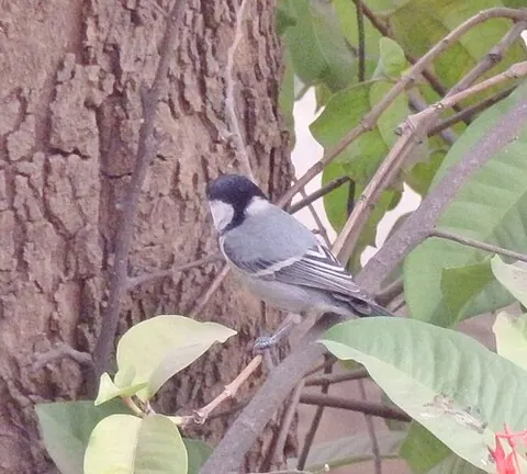 cinereous: of an ash-gray colour