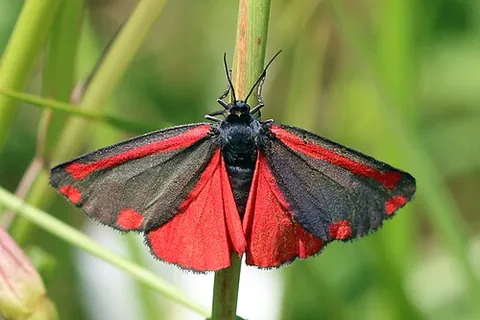 cinnabar moth: tyria jacobaeae, a Eurasian moth with brilliant red and black wings
