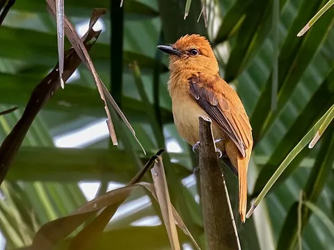cinnamon attila: a bird of species Attila cinnamomeus, native to South America