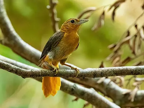 cinnamon-rumped foliage-gleaner: a bird of species Philydor pyrrhodes, in the Furnariidae family, native to Brazil
