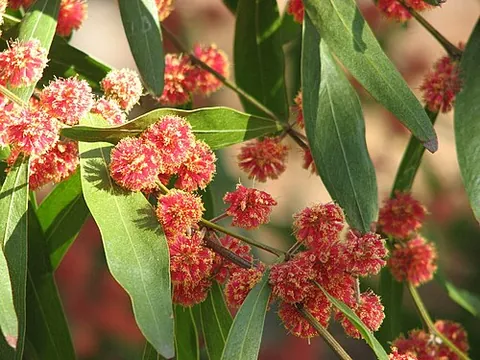 cinnamon wattle: acacia leprosa, a species of acacia