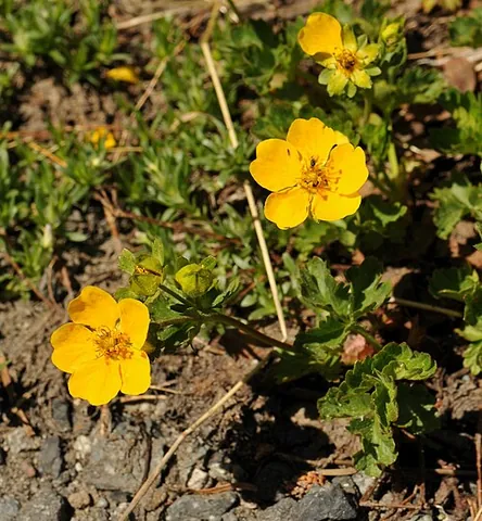 cinquefoil: a potentilla (flower)