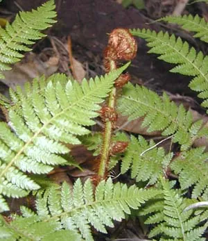 circinate: of a leaf or similar part: coiled on itself from the apex toward the base