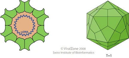 circovirus: any of several viruses, of the genus Circovirus, that mostly affects birds or pigs