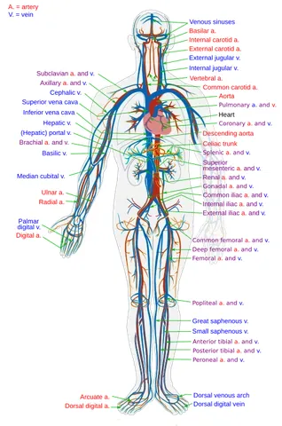 circulatory system: the parts of an animal body comprising the heart, blood vessels (arteries, veins, and capillaries),...