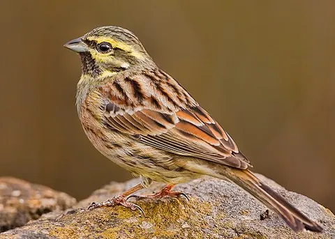 cirl bunting: a small Old World passerine bird, Emberiza cirlus, of the bunting family (Emberizidae), very...