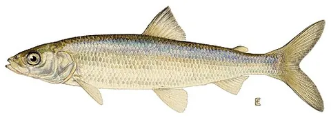 cisco: any North American freshwater fish of certain species of the genus Coregonus that live in...