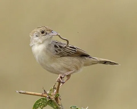 cisticola: one of several small passerine birds in the genus Cisticola