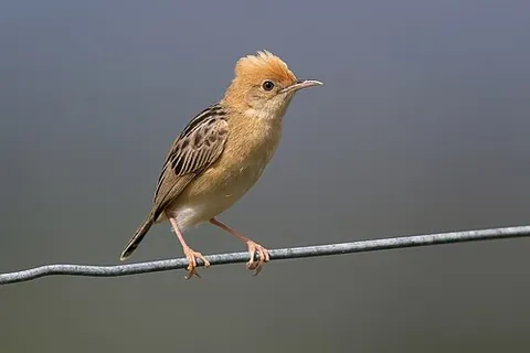 cisticolid warbler: any passerine bird of the family Cisticolidae