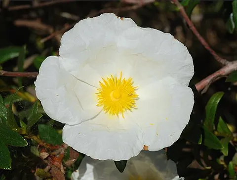 cistus: a rockrose; a plant of the genus Cistus