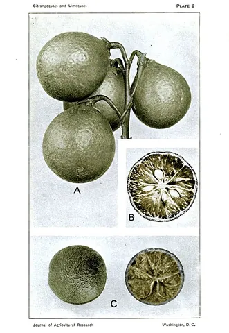 citrangequat: a trigenic hybrid cross of two types of orange and a kumquat (Citrus × georgiana)