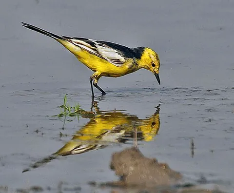citrine wagtail: motacilla citreola, a small passerine bird in the family Motacillidae native to Eurasia