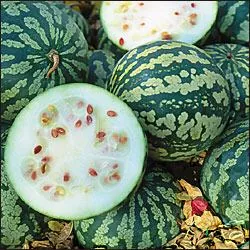 citron melon: any member of the species Citrullus amarus of African melons