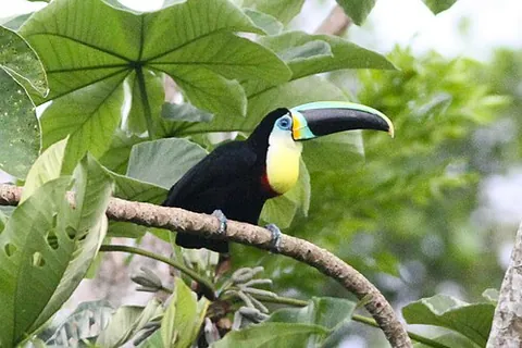 citron-throated toucan: ramphastos citreolaemus, a toucan with black upperparts and yellow rump, throat, and breast