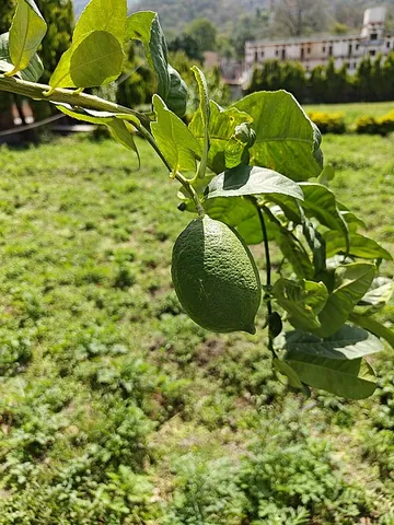 citron: the fruit of a citron tree