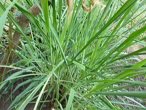 citronella: a tropical Asian grass, Cymbopogon nardus, that has citrus-scented leaves