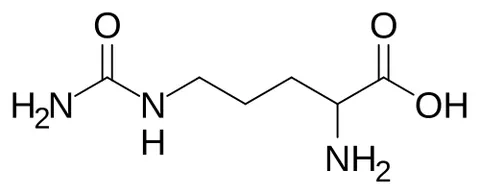 citrulline: an amino acid, first isolated from watermelons, that is an intermediate in the urea cycle
