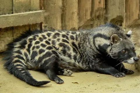 civet: any of the small carnivorous catlike mammals encompassing certain species from the families...