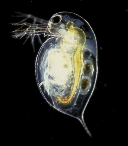 cladoceran: any of the small crustaceans of the order Cladocera, now often Diplostraca