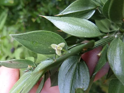 cladode: a flattened organ arising from the stem of a plant, often replacing the leaves in photosynthetic...