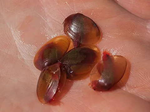 clam shrimp: any branchiopod crustacean of the suborders Cyclestherida, Laevicaudata, or Spinicaudata (of the...