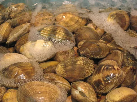clam: a bivalve mollusk of many kinds, especially those that are edible; for example soft-shell clams...