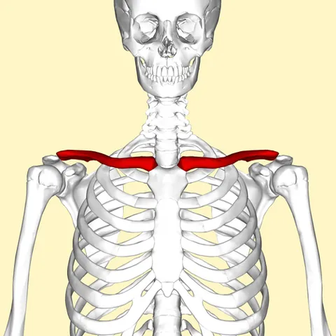clavicle: the collarbone; the prominent bone at the top of the chest between the shoulder and the neck...