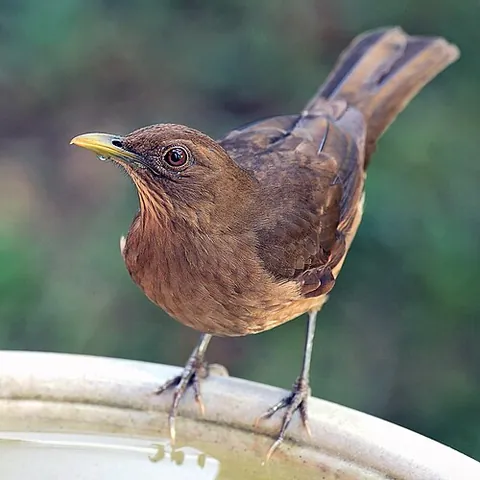 clay-colored thrush: a thrush, common in the Americas, of species Turdus grayi; the national bird of Costa Rica