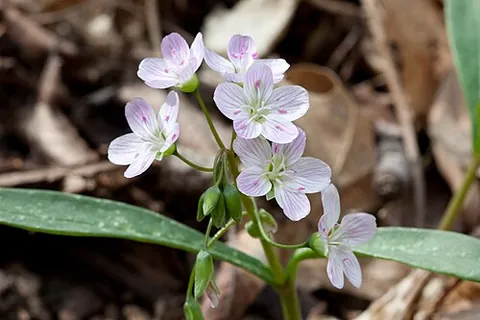 claytonia: any plant in the taxonomic genus Claytonia