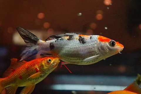 cleaner fish: any of many fish (in many taxa) that provide a service to other fish species by removing dead skin...