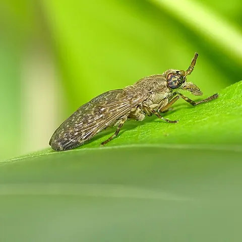 cleg: a blood-sucking fly of the family Tabanidae: gadfly, horsefly, deer fly, blind-fly, tabanid