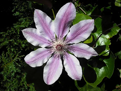 clematis: any plant of the genus Clematis, vigorous climbing lianas found throughout the temperate zones