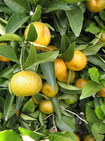 cleopatra mandarin: a citrus tree (Citrus reshni) with fruit resembling the lemon