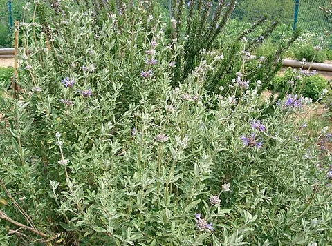cleveland sage: a drought-tolerant, sweetly fragrant sage (Salvia clevelandii) native to the Cleveland National...