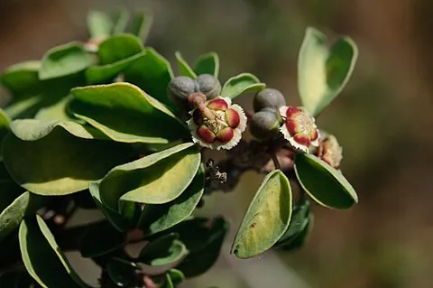 cliff spurge: a type of drought-deciduous shrub native to Baja California, of species Euphorbia misera