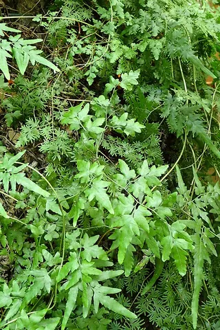 climbing fern: any member of the genus Lygodium of ferns