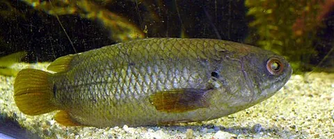 climbing gourami: any fish of the taxonomic family Anabantidae