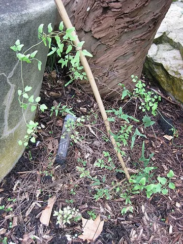 climbing maidenhair fern: any member of the species Lygodium microphyllum, an Old World tropical fern (also naturalized in...
